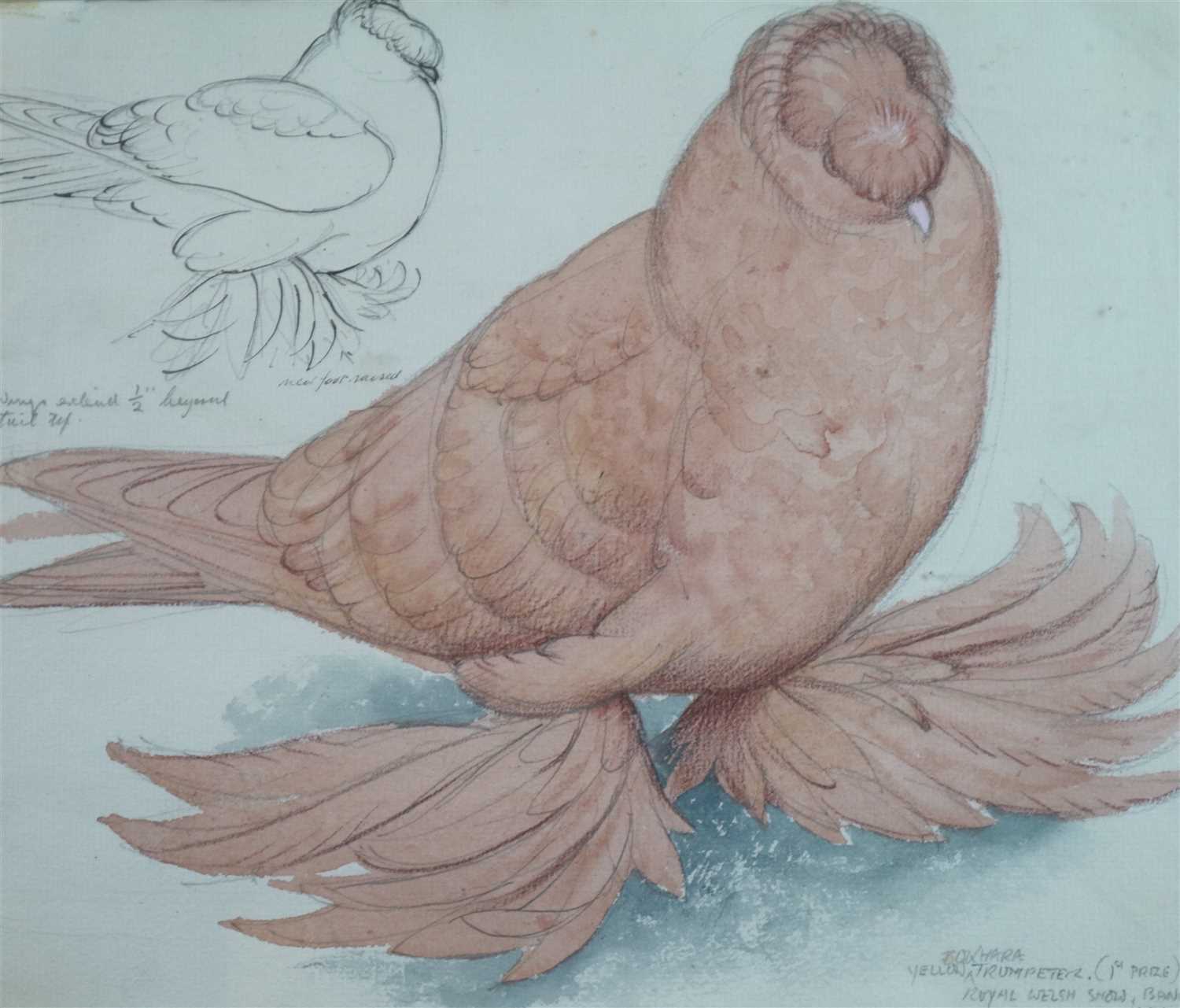 Lot 11 - Charles Frederick Tunnicliffe (1901 - 1979), Yellow Trumpeter