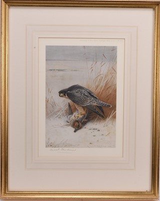 Lot 299 - Archibald Thorburn (1860-1935) Peregrine and Teal Signed Print