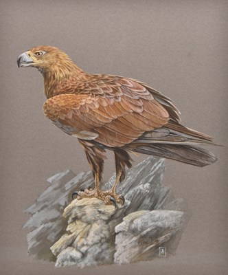 Lot 105 - Mervyn Seagrove (b.1924) A Golden Eagle on a Rock Crag and a Kestrel on a Stump (2)