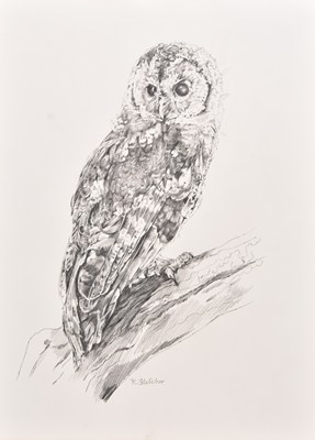 Lot 108 - R Fletcher, Studies of a Tawny Owl and of a Long-Tailed Tit (2)