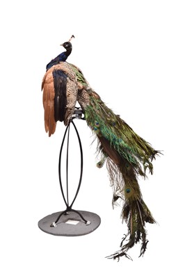 Lot 98 - Taxidermy: Indian blue peafowl (Pavo cristatus) on a stand with additional fan