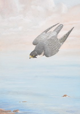 Lot 106 - Dennis Green (1942-2024) Peregrine Falcon in flight by a rocky coastline