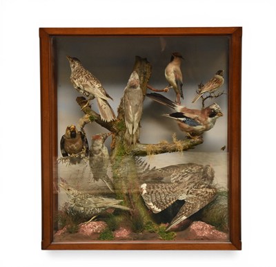 Lot 104 - Taxidermy: A Victorian mahogany-cased ornithological display