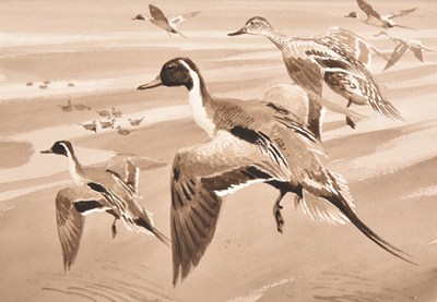 Lot 1 - Rodger McPhail (British, b.1953) Pintails in Flight over a Beach at Low Tide