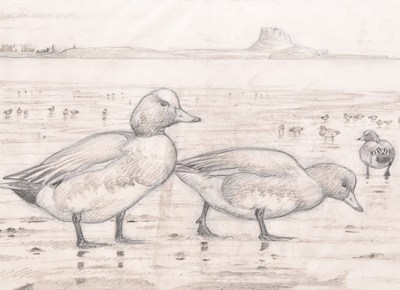 Lot 13 - Chris Rose (British, b.1959) Wigeon at Dawn - Lindisfarne, Feeding at Low Tide