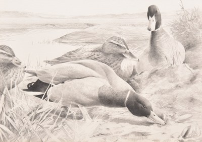 Lot 17 - Terence Lambert (British, b.1951) Mallard, Afon Dyfi, Searching for Seashells