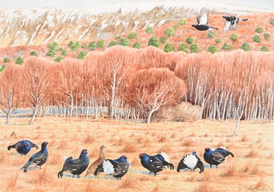 Lot 34 - Keith Brockie (British, b.1955) Black Grouse at Lek, a Covey Feeding in a Field