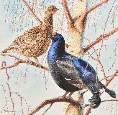 Lot 35 - Keith Brockie (British, b.1955) Black Grouse at Lek, a Couple Perched in a Tree