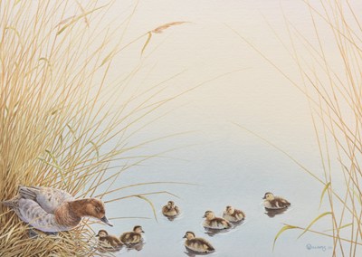 Lot 36 - Owen Williams (British, b. 1956) Pochard - Severn Estuary, a Female with her Ducklings in the Rushes