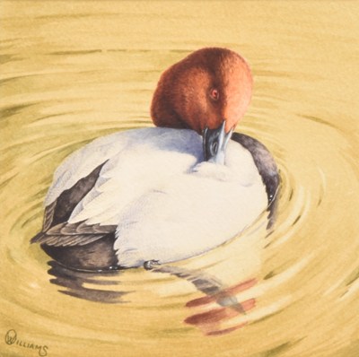 Lot 37 - Owen Williams (British, b. 1956) Pochard - Severn Estuary, Preening on the Water