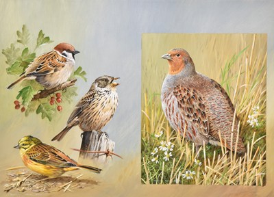 Lot 39 - Terance James Bond (British, 1946-2023) Grey Partridge