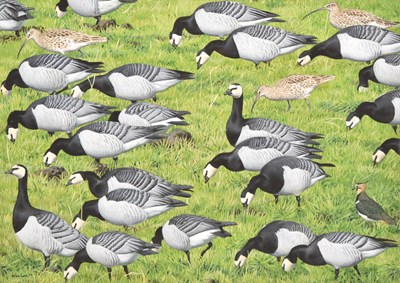 Lot 40 - John Cox (British contemporary) Barnacle Geese - Solway Firth, Feeding in the Grass