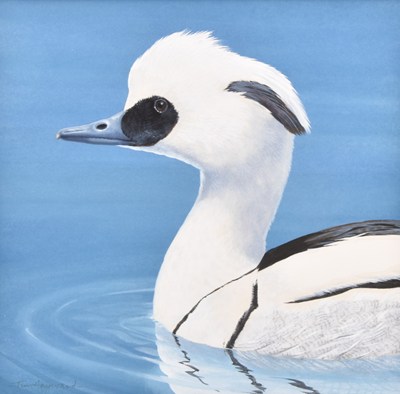 Lot 46 - Tim Hayward (British, b.1952) Smew, Study of a Male's Profile on the Water