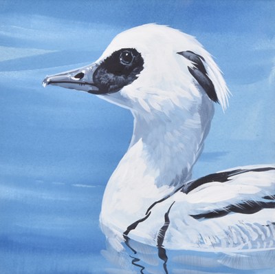 Lot 49 - Tim Hayward (British, b.1952) Smew, Study of a Male's Profile on the Water