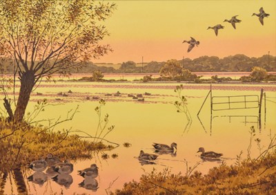 Lot 53 - Barry Van Dusen (b.1954) Gadwall in the Marshes at Sunset