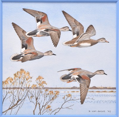 Lot 54 - Barry Van Dusen (b.1954) Gadwall, In Flight in a Clear Blue Sky