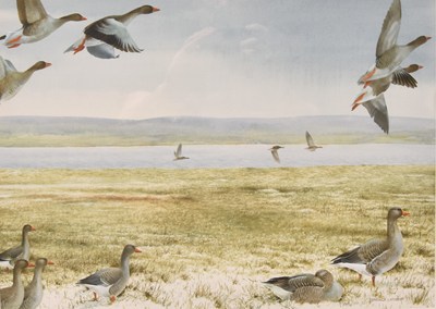Lot 62 - Terence Lambert (British, b.1951) Greylag on Orkney