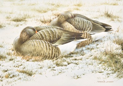Lot 63 - Terence Lambert (British, b.1951) Greylag on Orkney, a Couple Resting in the Snow Covered Grass