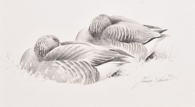 Lot 65 - Terence Lambert (British, b.1951) Greylag on Orkney, Resting