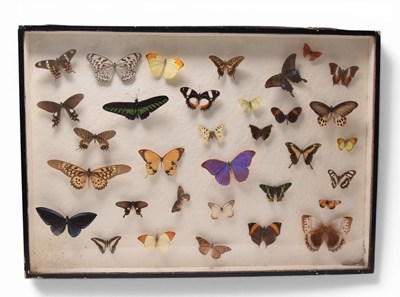 Lot 121 - Taxidermy: A cased display of butterfly specimens