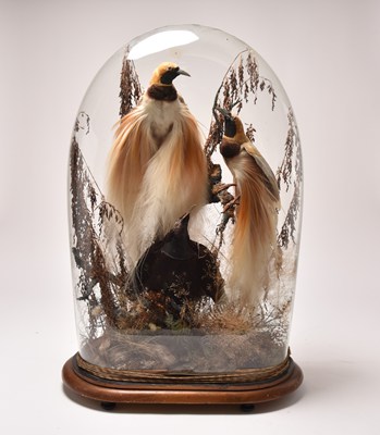 Lot 120 - Taxidermy: A Victorian exotic ornithological display