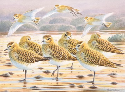 Lot 72 - John Davis (British 20th-21st century) Golden Plover on the Ribble