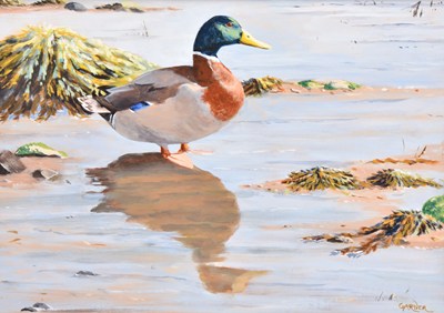 Lot 74 - Jackie Garner (British contemporary) Mallard on Bridgwater Bay