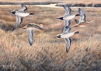 Lot 76 - Alastair Proud (Irish, b.1954) Pintail on the Dee, a flock over marshland