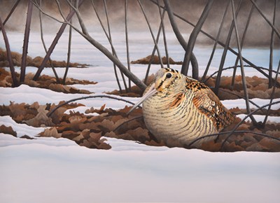 Lot 81 - Chris Lodge (20th-21st centuries) Woodcock on the Stackpole Estate, Nestled Amongst Dead Leaves on the Snowy Ground