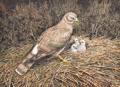 Lot 84 - Simon Turvey (British, b.1957) Hen Harrier On Swinton Estate, Watching over her Chicks in the Nest