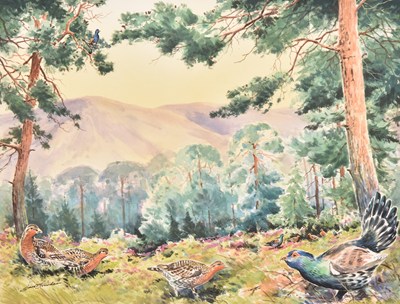 Lot 86 - Simon Trinder (b.1958) Capercaillie in the Cairngorms, a Lek in a Clearing