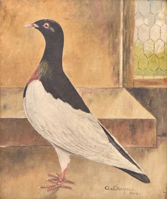 Lot 110 - Geo E Whitfield (British, 20th century) Study of a Pigeon
