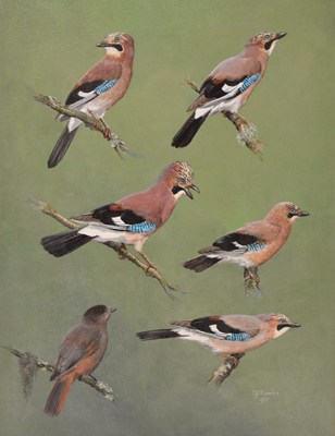 Lot 103 - Charles John Franklin Coombes (1908-1989) Study of Jays and a Thrush